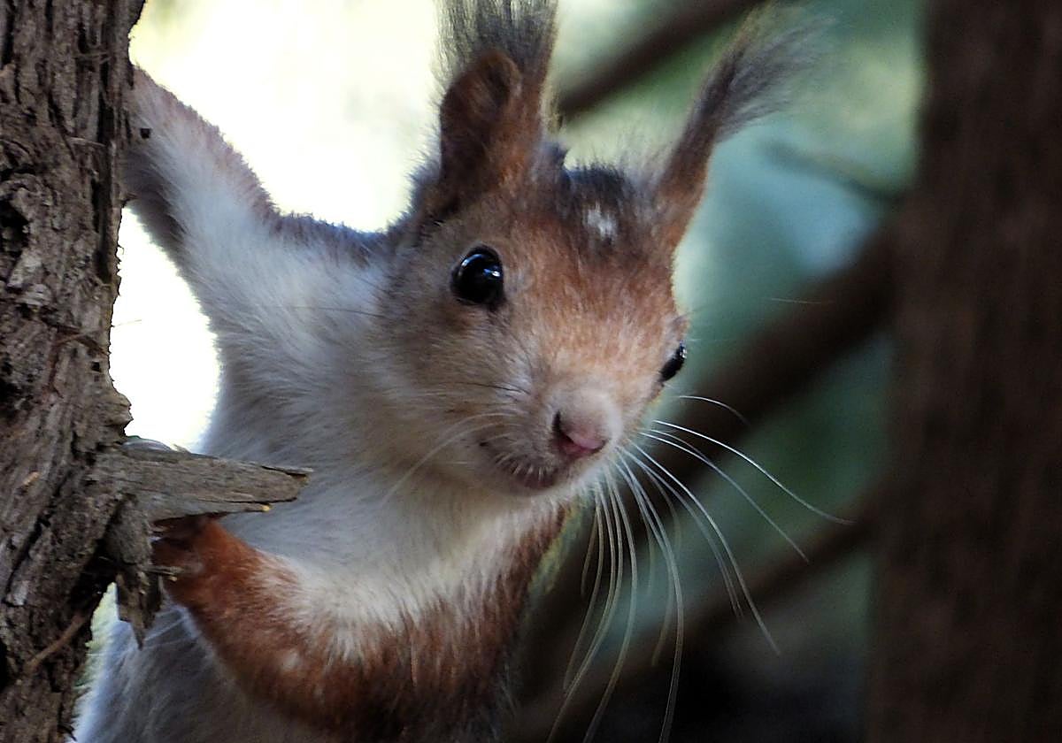 La Región de Murcia impulsa un estudio sobre la ardilla roja en Sierra Espuña para mejorar la gestión de sus ecosistemas