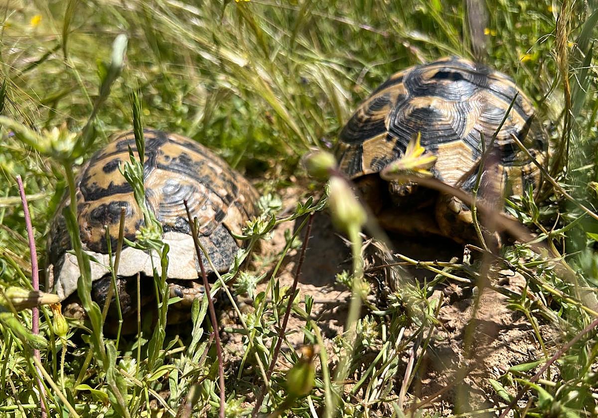 Abierto un plazo de dos meses para realizar aportaciones al Plan de Conservación de la Tortuga Mora