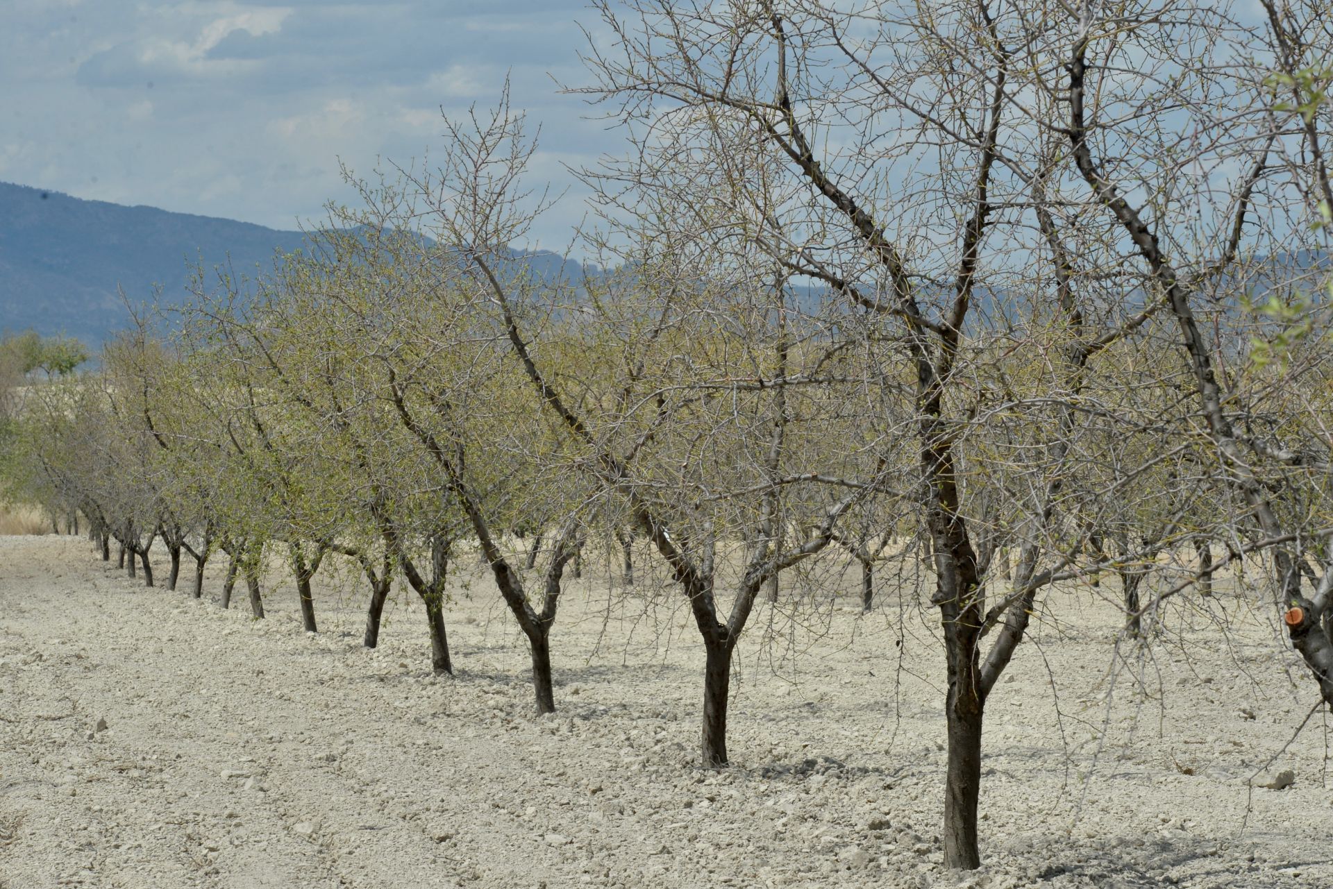 Almendros afectados por la sequía en Mula, en una foto de archivo.