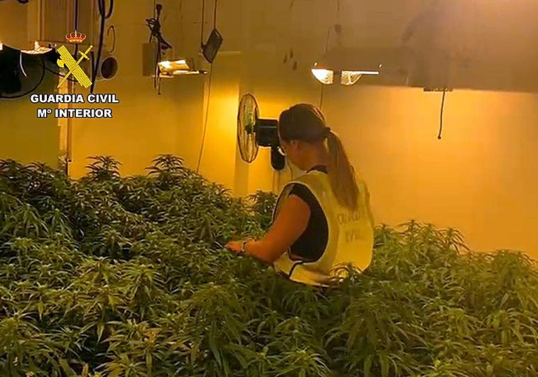 Una agente inspecciona una de las estancias en las que había instalado un cultivo.