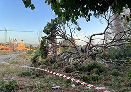 Parte del ramaje desprendido del pino de Churra.