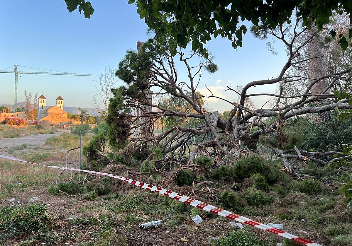 Parte del ramaje desprendido del pino de Churra.