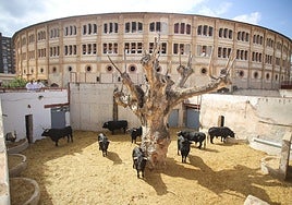 Toros que se lidiarán este domingo, en los corrales de La Condomina.