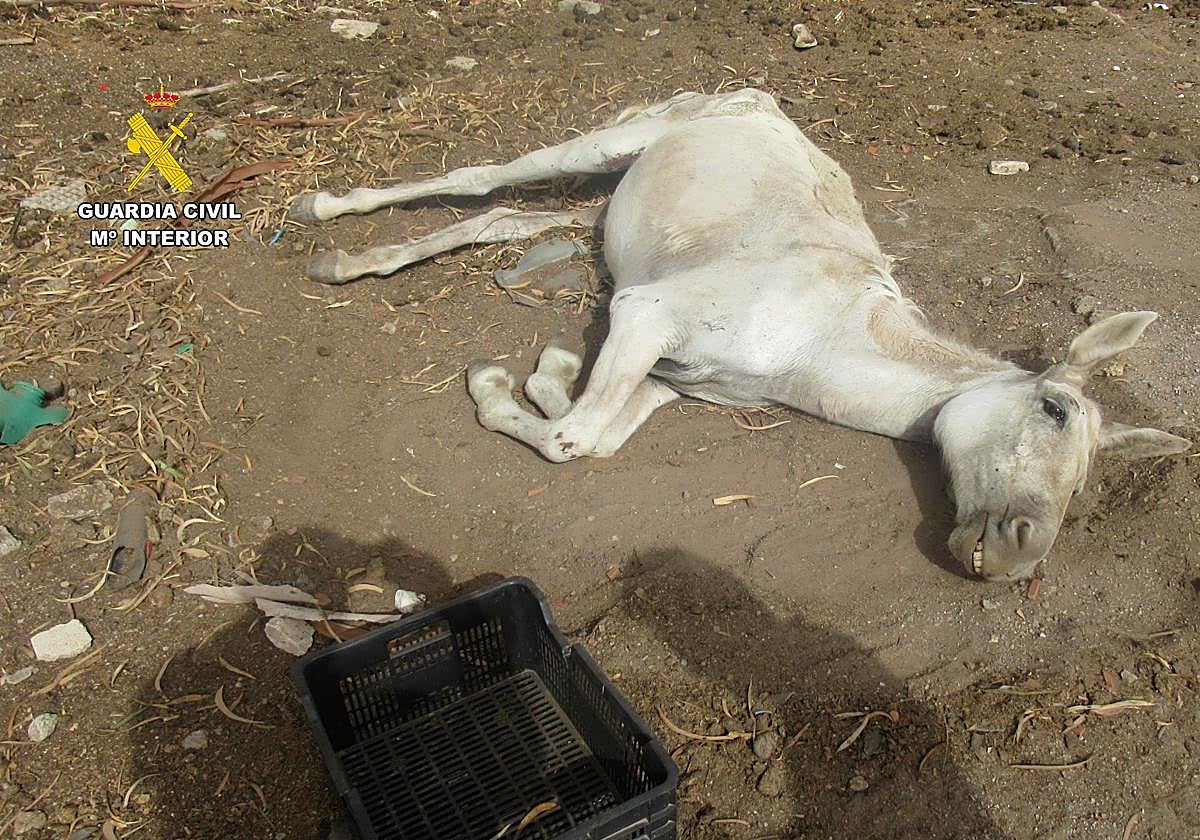 Uno de los animales que estaban abandonados.