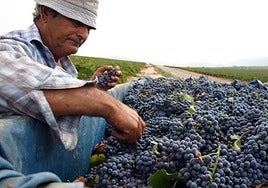 Un viticultor de Jumilla en una imagen de archivo.