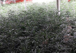 La plantación de mariuhuana en el interior de la nave industrial.