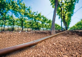 El sistema 'Cu Protect' de Caudal evita la intrusión de raíces en riego subterráneo.