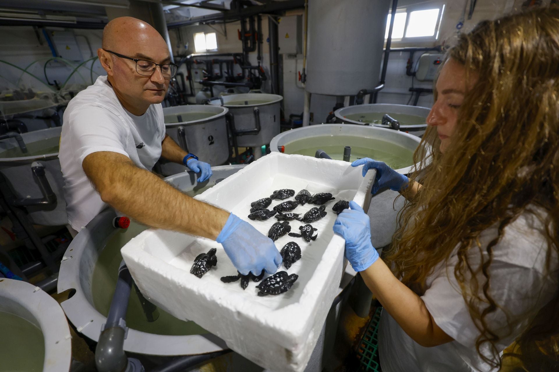 En imágenes, las tortugas bobas en las instalaciones del Imida en San Pedro del Pinatar