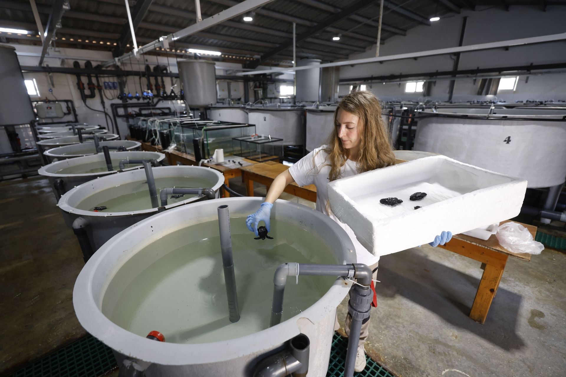 En imágenes, las tortugas bobas en las instalaciones del Imida en San Pedro del Pinatar