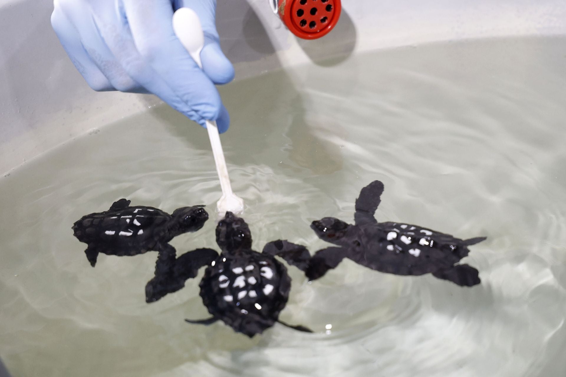 En imágenes, las tortugas bobas en las instalaciones del Imida en San Pedro del Pinatar