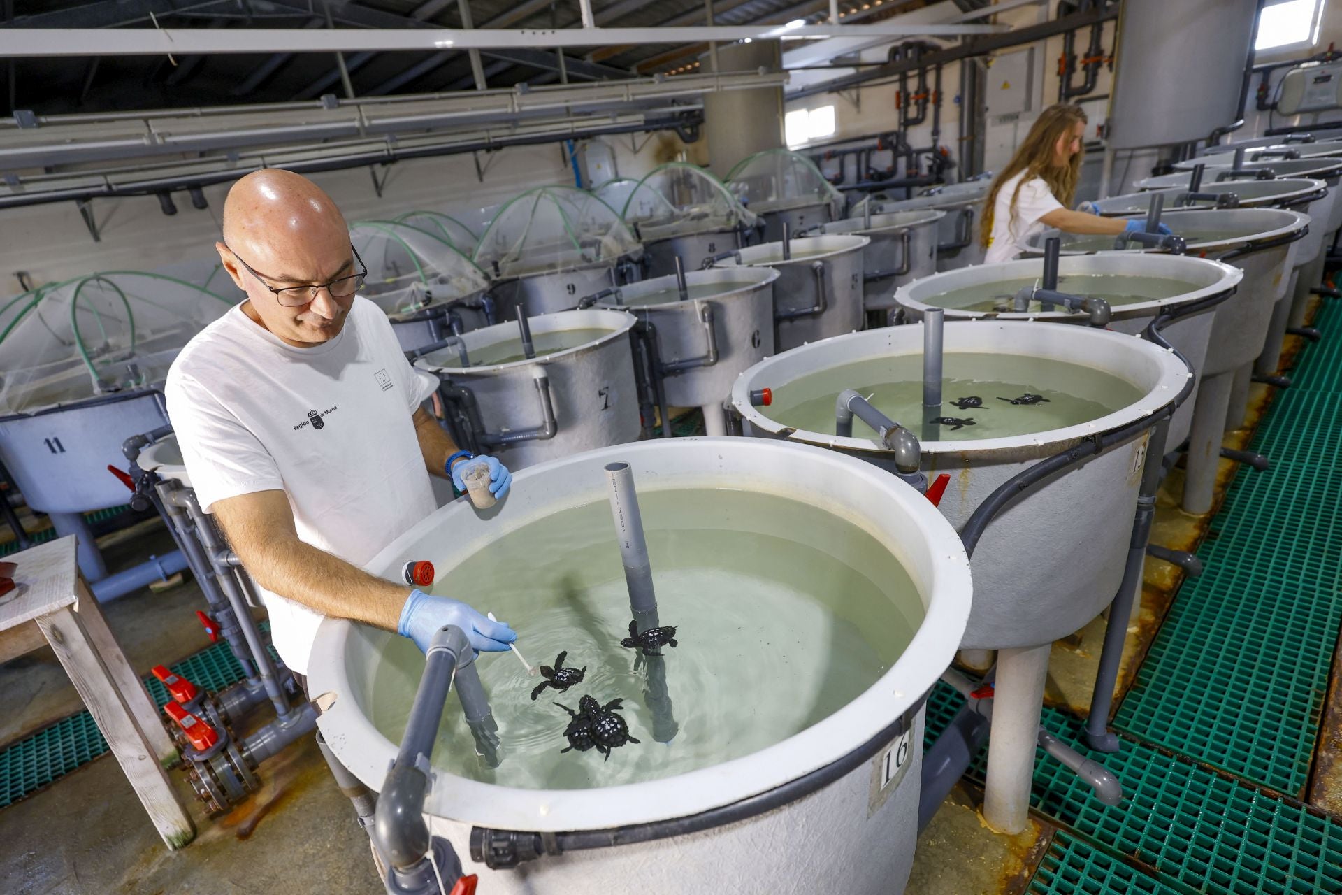 En imágenes, las tortugas bobas en las instalaciones del Imida en San Pedro del Pinatar