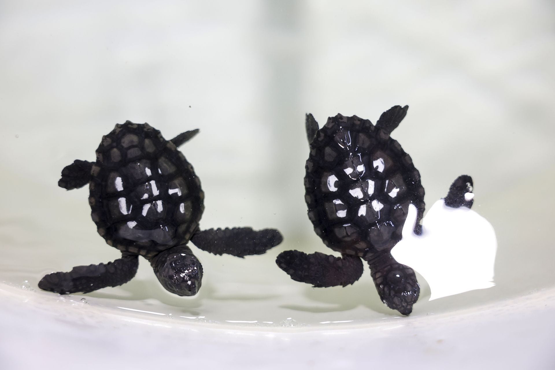 En imágenes, las tortugas bobas en las instalaciones del Imida en San Pedro del Pinatar