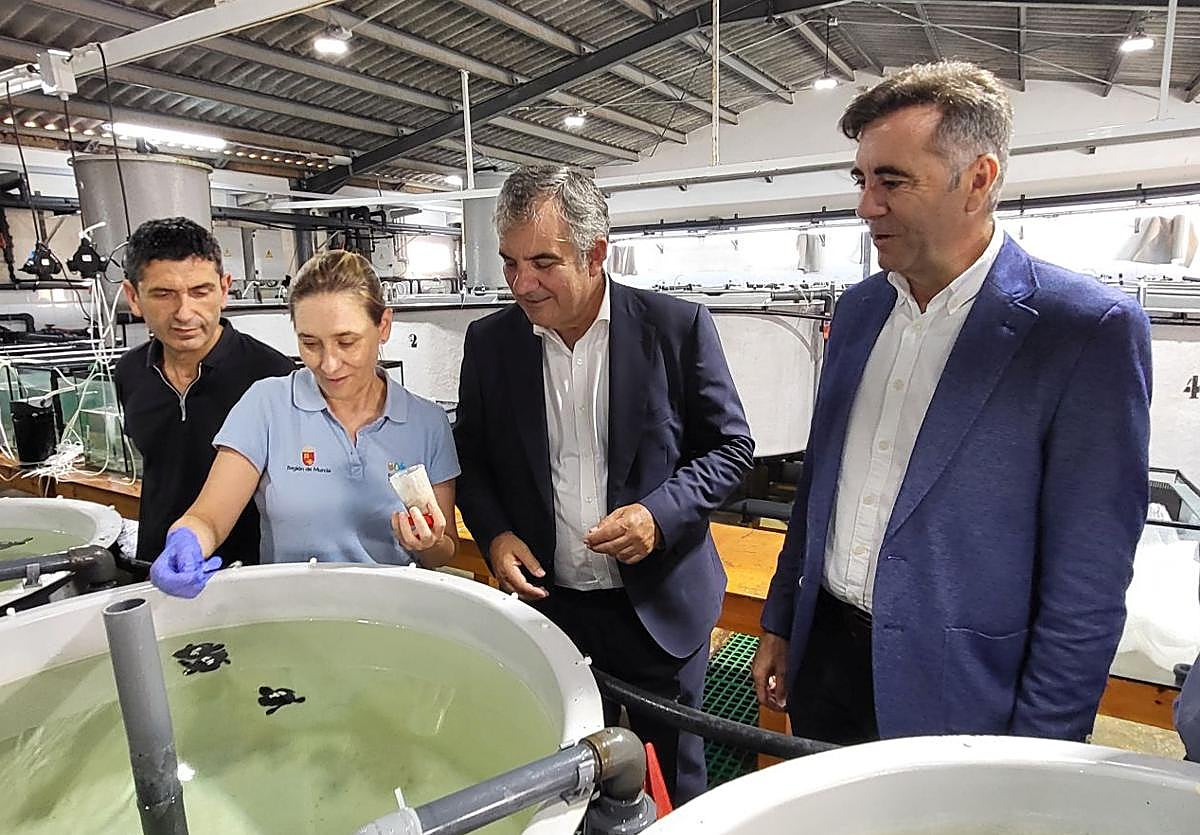 Las casi 200 tortugas bobas nacidas en la Región en los últimos tres años son destinadas a un programa de conservación de la especie