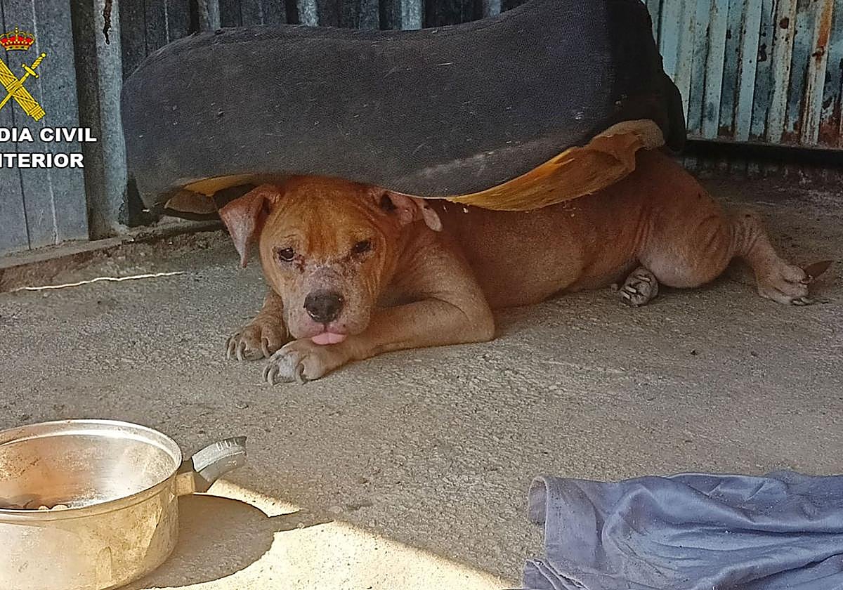 El perro encontrado por la Benemérita y la policía en Ulea.