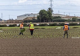 Varios jornaleros colocan plantones de lechuga en una finca próxima a La Palma (Cartagena), este miércoles.