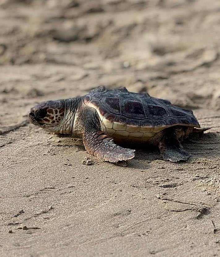 Imagen secundaria 2 - La playa de La Mata en Torrevieja acoge la primera entrada en el mar de 16 tortugas boba