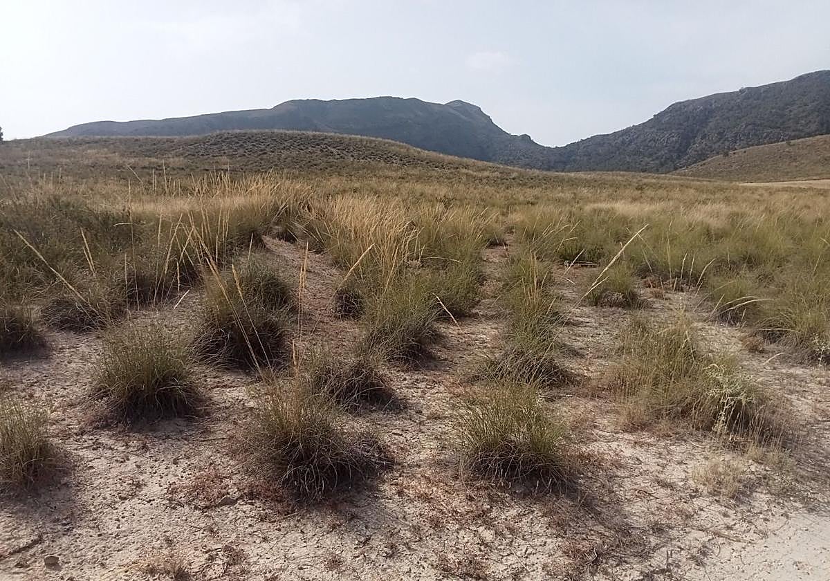 Medio Ambiente inicia una intervención para recuperar y mejorar el hábitat en los montes públicos de Calasparra