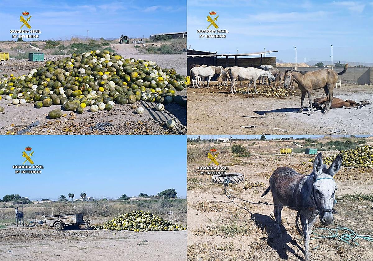 Los melones que servían de alimento a los animales (en las imágenes caballos y un burro) que estaban en la finca de Torre Pacheco.