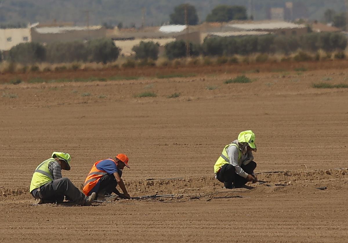 Trabajadores agrícolas en el Campo de Cartagena, en una imagen de archivo.