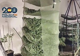 Los cogollos de marihuana almacenados en la vivienda de Cartagena.