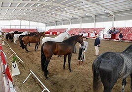 Concurso morfológico en Fericab, en una imagen de archivo.