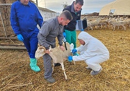 Vacunación contra la lengua azul.