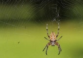Por qué es común la aparición de arañas en otoño y cómo prevenirla en el interior de tu hogar