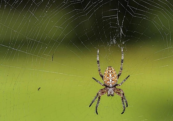 Imagen de archivo de una araña.