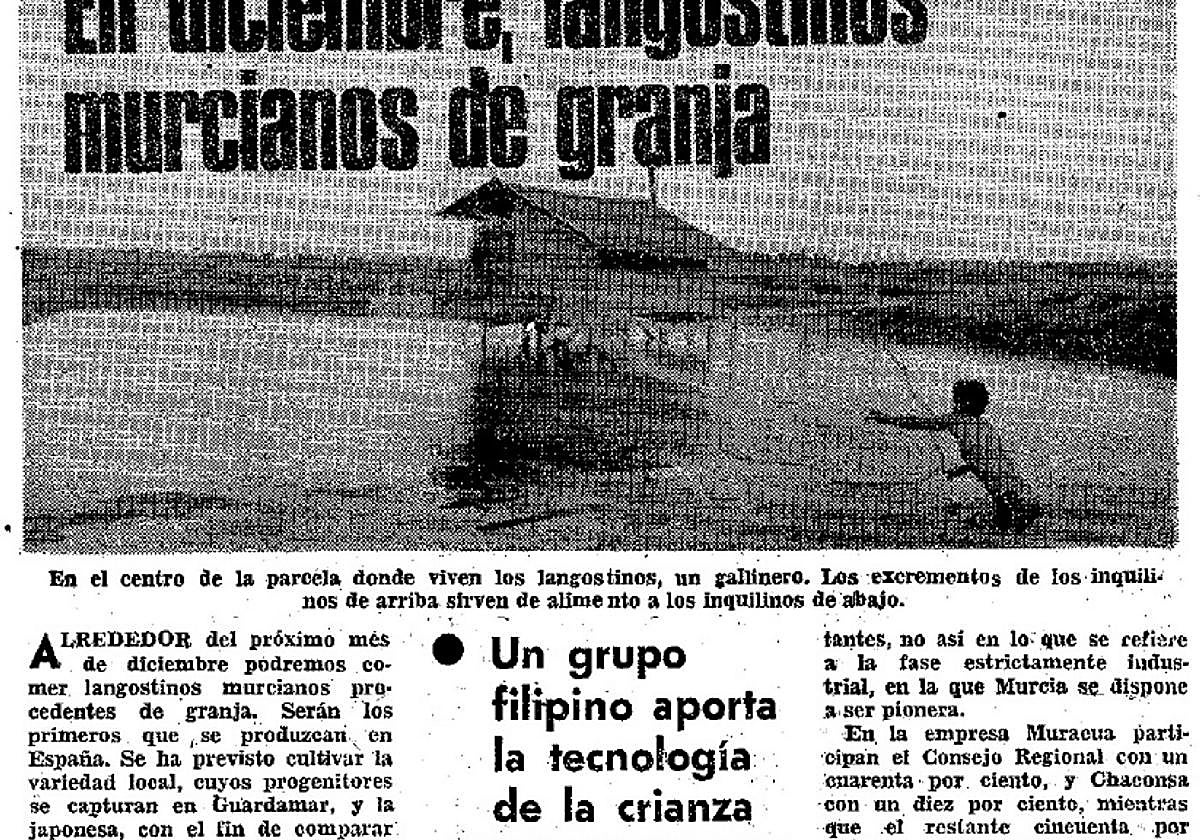 Pioneros. El diario LA VERDAD contaba en 1982 el proyecto de Hernández Ros y señalaba que sería la primera vez que se criaban langostinos en cautividad.