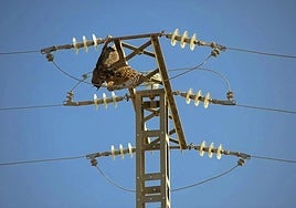 Un búho real, electrocutado en un tendido de alta tensión.