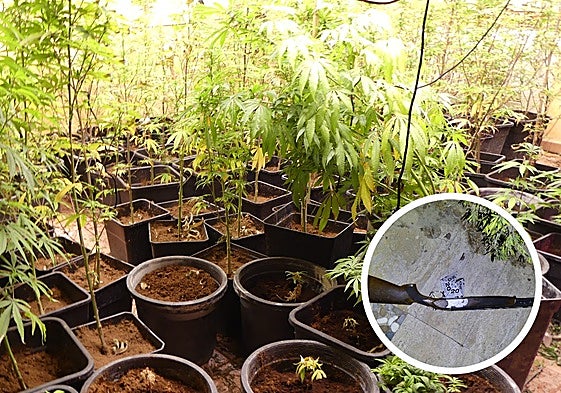 Plantas de marihuana halladas durante los registros y una escopeta, supuestamente utilizada durante los golpes.