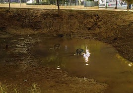 Una pareja de jabalíes chapotean en una parcela encharcada del Plan Rambla, en la avenida del Cantón.