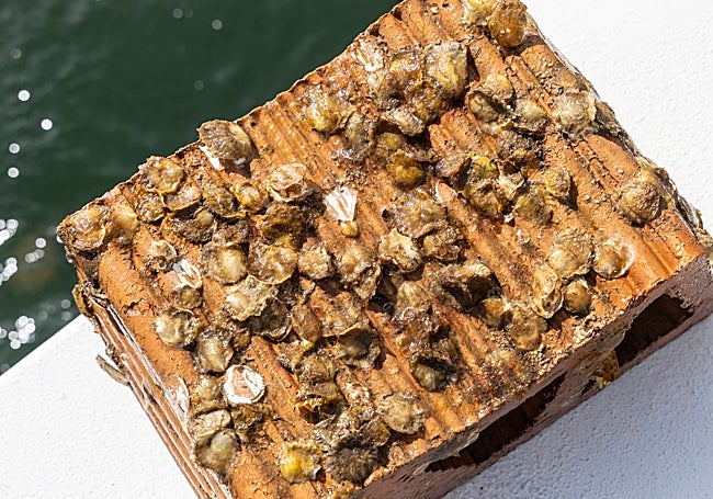 Ostras fijadas a un bloque de arcilla del arrecife.