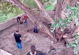 El algarrobo de junta, tras los trabajos de restauración.