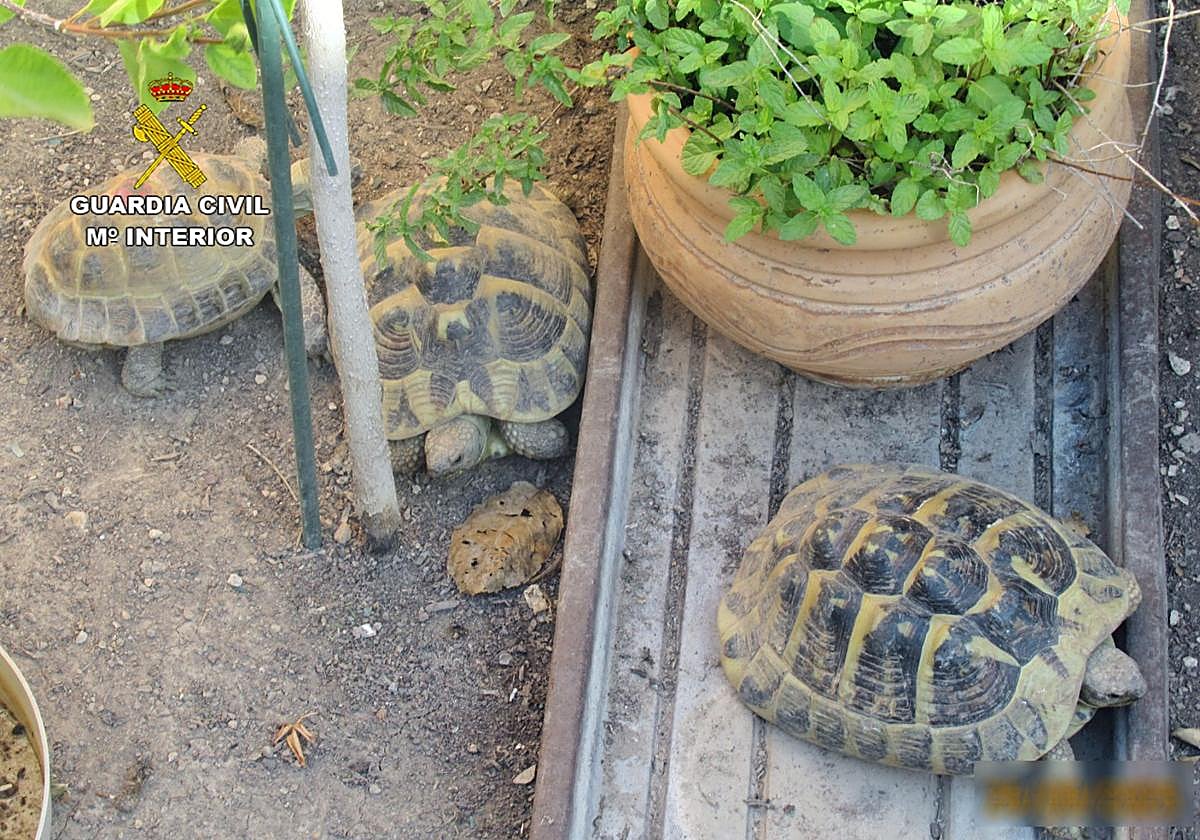 Varias de las tortugas incautadas en Molina de Segura.