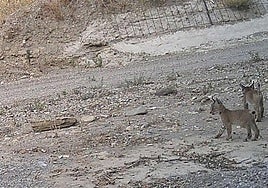 Una segunda camada de una hembra de lince ibérico liberada en la Región de Murcia confirma el éxito del programa Life LynxConnect