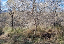 El Gobierno regional promueve actuaciones de selvicultura adaptativa en la Sierra y Serrata del Puerto para mejorar su resiliencia