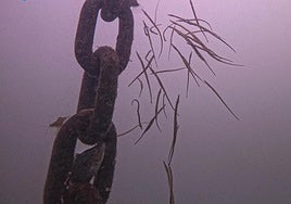 Un grupo de peces aguja trata de huir de la bolsa anóxica del fondo del Mar Menor.