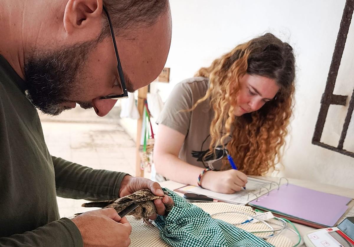Francisco García Castellanos examina un ejemplar de ave junto a una colaboradora.