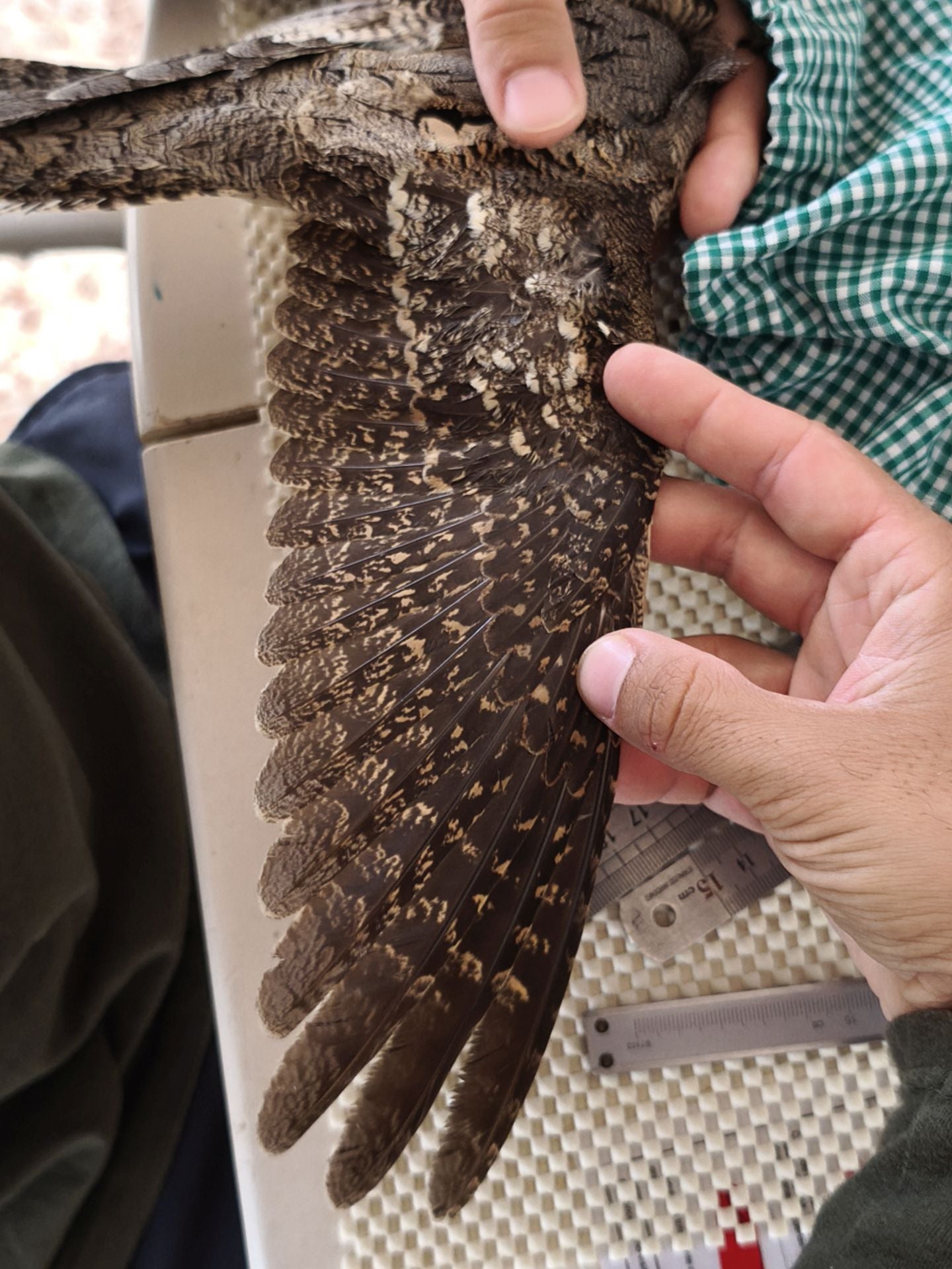 Anillamiento de aves a su paso por Isla Grosa