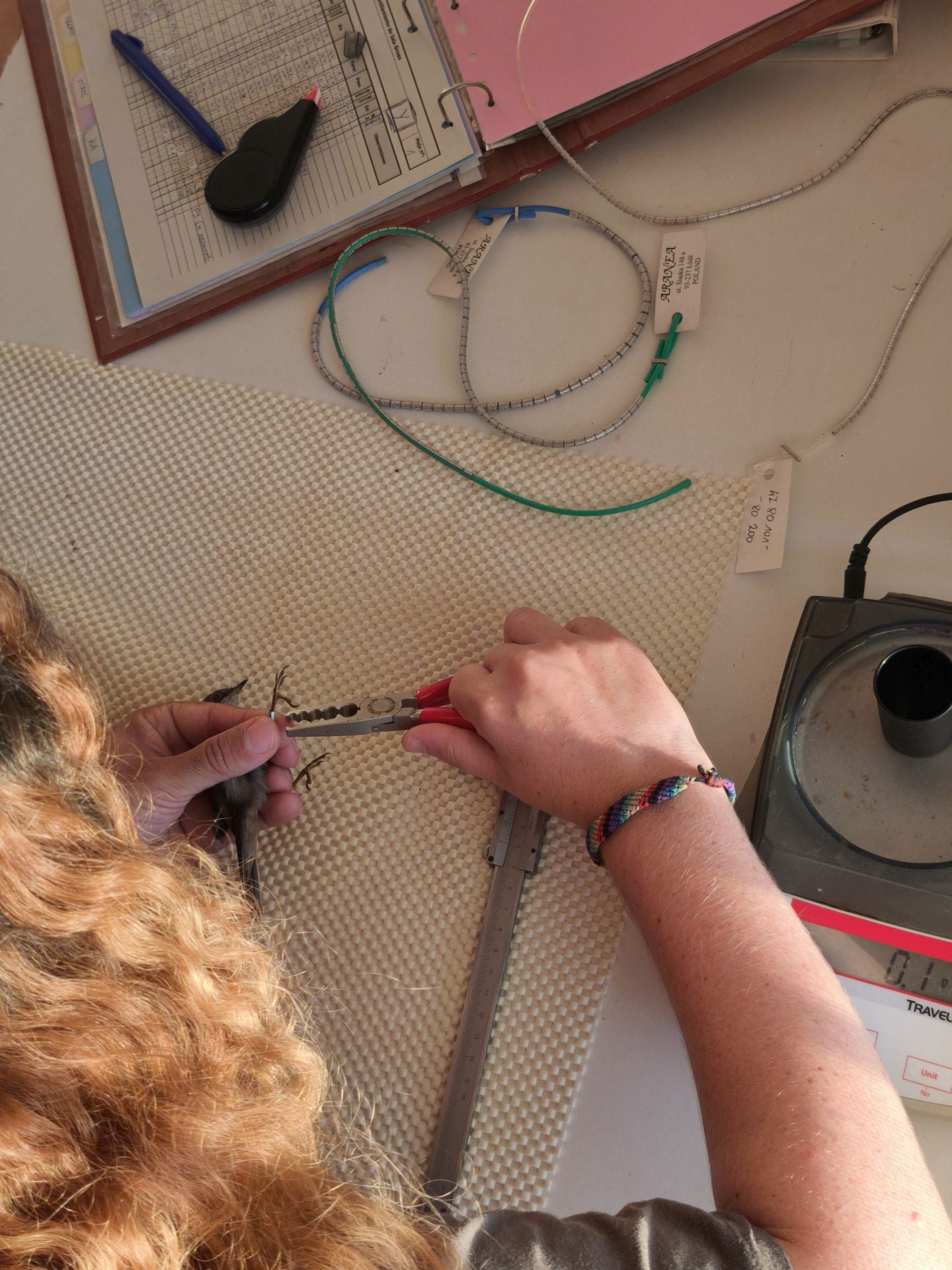 Anillamiento de aves a su paso por Isla Grosa