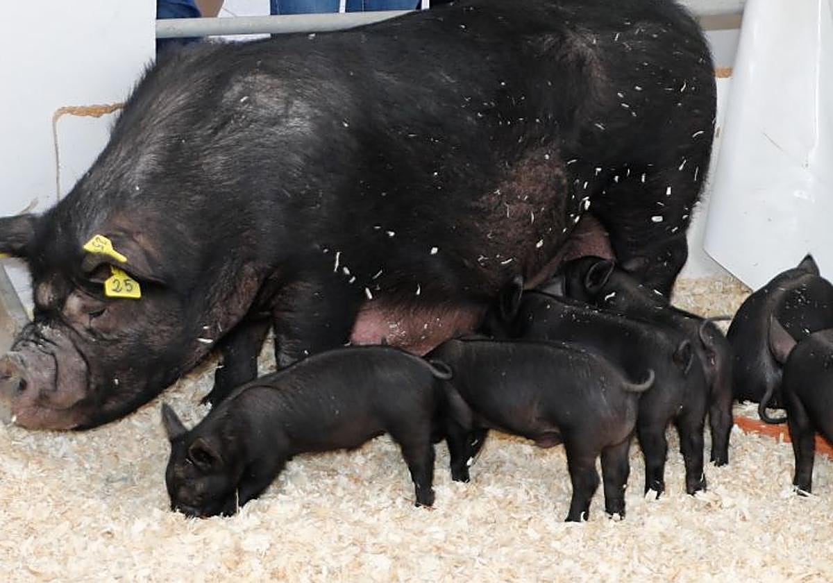 Imagen de archivo de la feria Sepor.