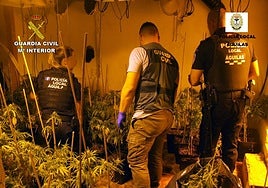 Los agentes en uno de los invernaderos de marihuana.