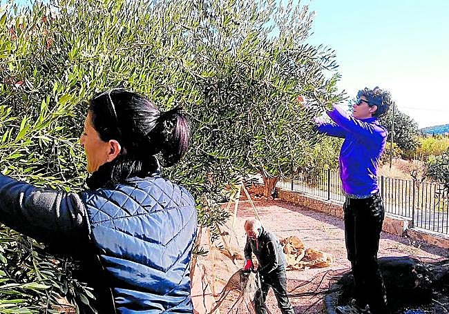 Recogida de oliva en la casa rural La Escuela, en Caravaca.