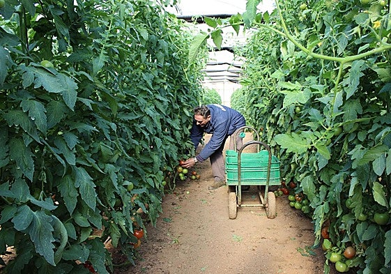 Invernadero de tomates en Águilas, en una imagen de Archivo.