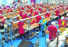 Operarios en las instalaciones que tiene Moyca en el polígono La Capellanía, en Archena, en una imagen de archivo.
