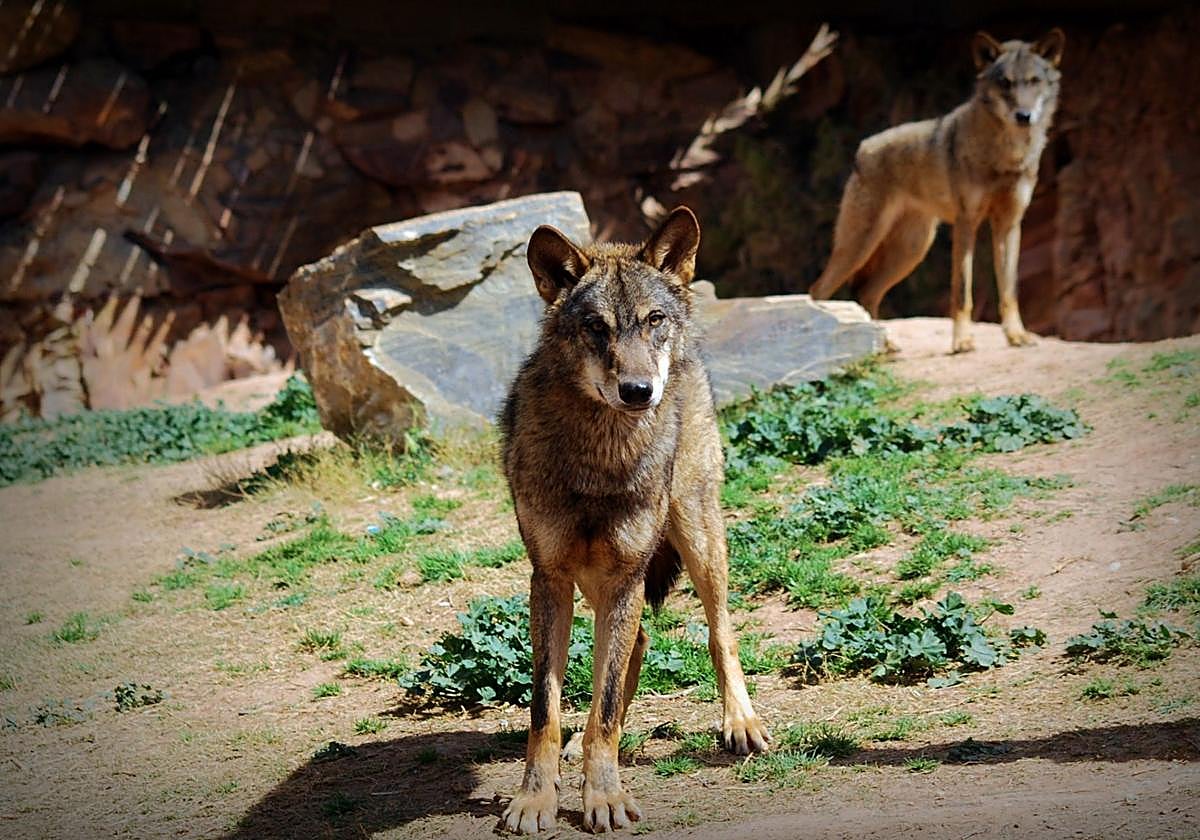 Los lobos ibéricos, en Terra Natura.