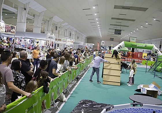 Espectadores contemplan una de las pruebas caninas.