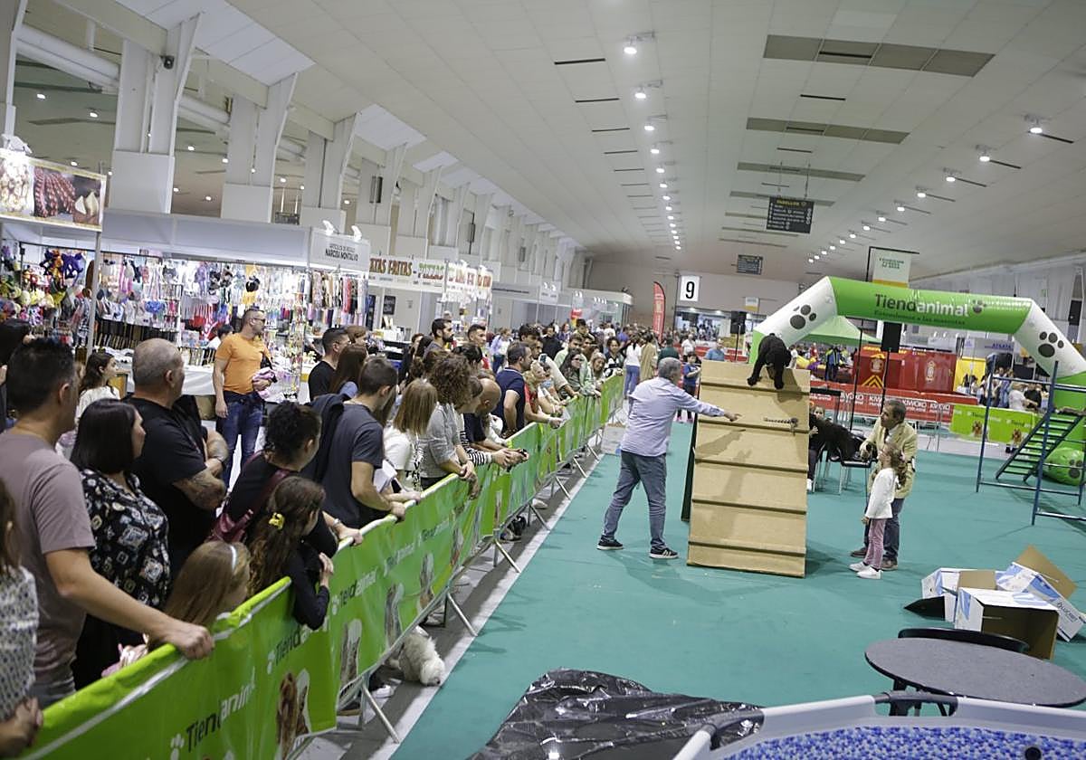 Espectadores contemplan una de las pruebas caninas.