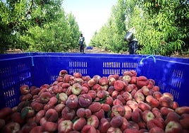 Cultivo de fruta de hueso regado con agua de pozos en Jumilla.